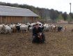 На ферме мужского монастыря в Ракошино есть 40 коров и 750 овец