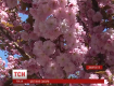 В закарпатском Ужгороде цветут экзотические японские сакуры