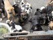 В Ужгороде выделили 0,3 га земли на собачий приют
