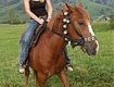 В Закарпатье возрождают породу гуцульских лошадей