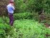 В Ужгороде пенсионеры активно занялись выращиванием конопли на своем участке