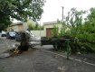 Сильный ветер натворил бед в Ужгороде - упали деревья