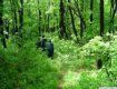 На Закарпатті нараховують сім так званих чорних лісів