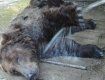 У Днепропетровска хотели забрать медведей в реабилитационный центр на Закарпатье