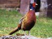 С 3 октября на Закарпатье можно будет подстрелить фазана или куропатку