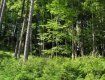 Все леса Украины целесообразно передать в ведение Государственного комитета лесного хозяйства