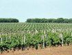 В Закарпатье создадут кадастр виноградных насаждений