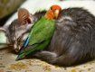 Попугаи прижились в Колочаве и дружат с котом