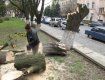 В Ужгороде от ветра упал клен и дал коммунальщикам работу