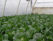 В Закарпатье большой урожай капусты, - огородники не могут ее продать втридорога