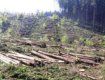 Без інвестицій деревообробна галузь на Закарпатті занепадає і терпить збитки