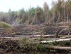 За 2 часа шквального ветра на землях лесного фонда было повреждено 754 гектаров