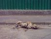 В Ужгороде массово уничтожают животных