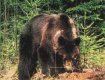 В Карпатах медведи часто нападают на диких кабанов, оленей и коров