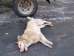В Ужгороде уничтожают собак очень неизвестные "люди"