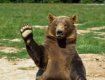 Для медведей, которые растрогали министра, уже строят вольер в Закарпатье