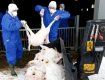Голландия борется с козьим гриппом, уничтожая коз и овец