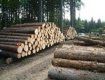Буштинское лесничество проводило незаконные рубки леса на площади 15,0 га