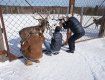 Закарпатский фермер разводит оленей вот уже двадцать лет