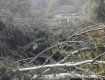 В Закарпатье ветер повалил деревья и оборвал линий электропередач