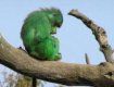 Ученые вывели зеленых светящихся обезьян