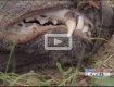 В Америке чупакабра напала на охотника, а он ее убил