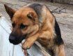 В Воловецком служебная собака помогла задержать убийцу