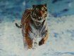Россия подарила корейцам амурских тигров из-за ошибки переводчика