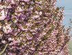 Длина цветущей аллеи сакур в Мукачево – 1371 метра