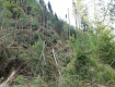 В Закарпатье бурелом уничтожил леса на 76 млн гривен
