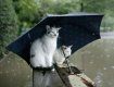 В Україну повернувся дощової циклон