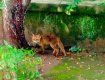 В центре Ужгорода бегает дикая лисица