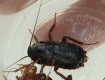 Огромные тараканы не дают покоя жителям Мукачево
