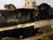 В Закарпатье уже давно занимаются разведением буйволов