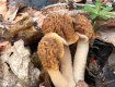 У сусідів Закарпаття розпочався сезон грибів.