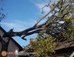 Спасатели расчищали от деревьев крышу ужгородского дома