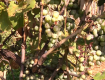 Мучнистая роса уничтожает виноград на Закарпатье