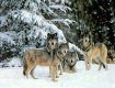В зимних Карпатах свирепствуют и волки