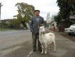 80-річний Михайло Палетич вранці йде Перечином з білою козою