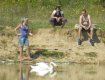 Закарпатские волонтеры очень надеяться, что смогут спасти травмированного лебедя