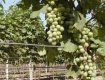 Справи у виноградарстві і виноробстві краю дійшли до критичної межі