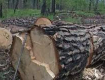 Чиновник допустил незаконную вырубку деревьев