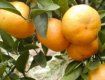 На границе Закарпатья обнаружили зараженные итальянские мандарины