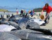 Массовый выброс стаи черных дельфинов на берег произошел на северо-западе Австралии