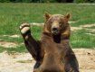 На Закарпатье справят новоселье медведи