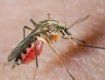 Нашествие комаров связано с подтоплениями в Закарпатье