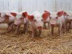 Проанализировано состояние всех свинохозяйств Закарпатья