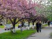 В Ужгороде массово цветут сакуры и магнолии, - настоящая весна