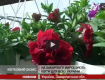 В селе Заречье Иршавского района массово выращивают цветы