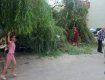 В Ужгороде на Грушевского упавшее дерево раздавило машины